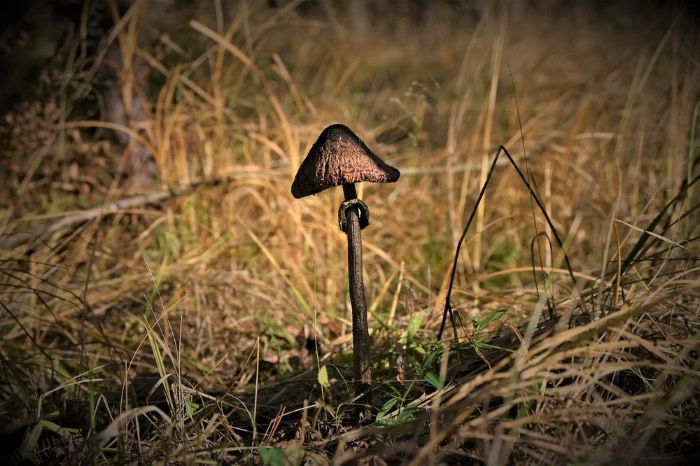 Фотография автора IRINA FILIPPOVA