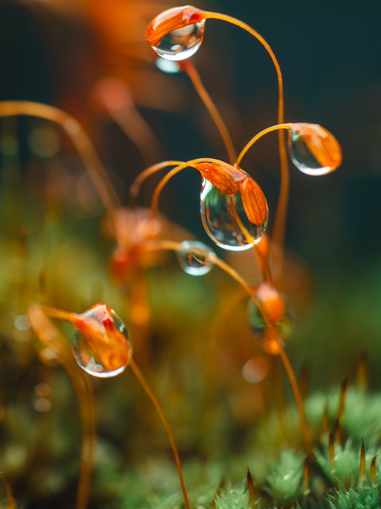 Photograph by Ирина Протченко