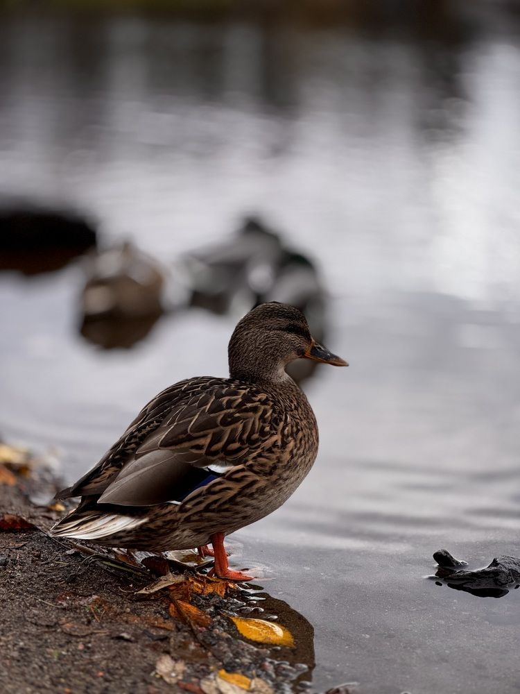 Photograph by Татьяна Смирнова