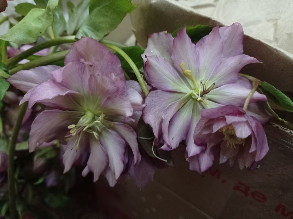 Photograph by Ирина Марченко