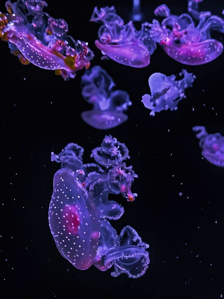 Photograph by Ivan Goshtanar