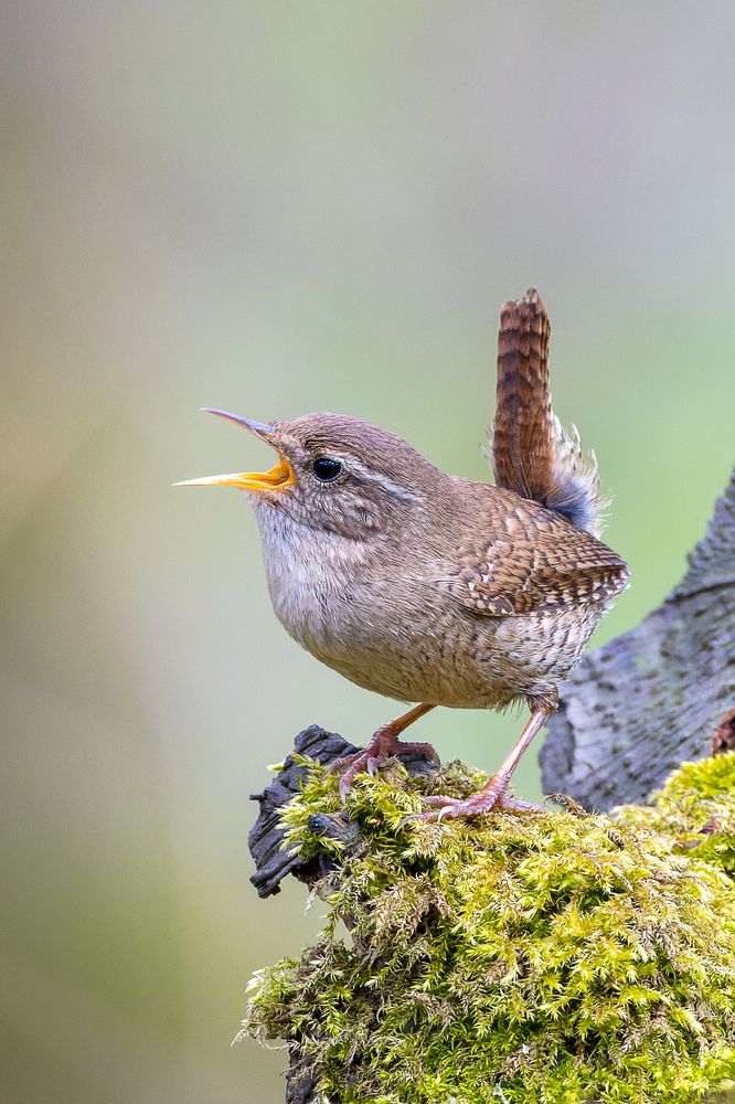 Photograph by Вера Машина