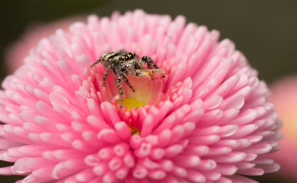 Photograph by Тараненко Анжелика