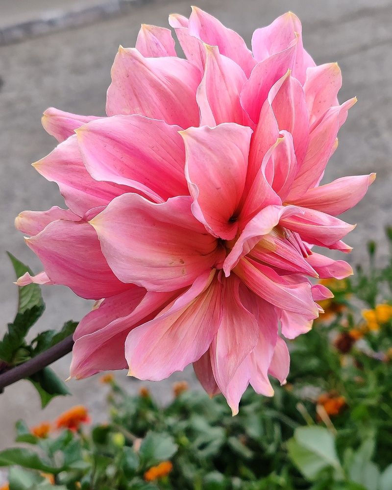 Розовый георгин