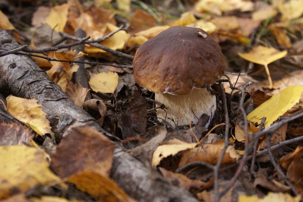 Photograph by Игорь Пшеничников