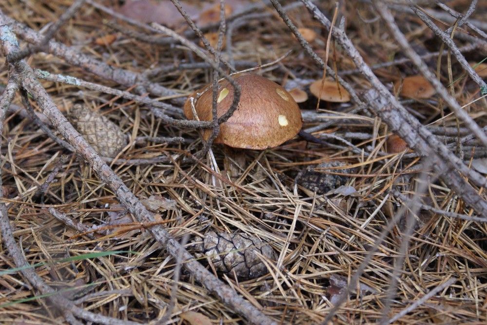 Photograph by Игорь Пшеничников