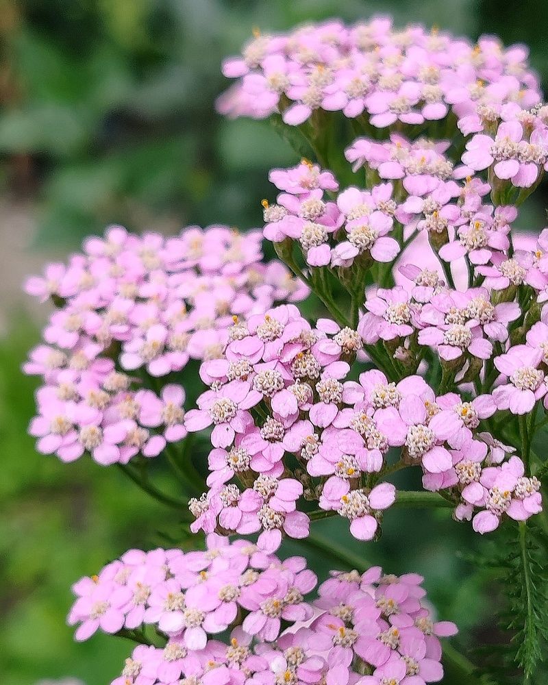 Тысячелистник розовый