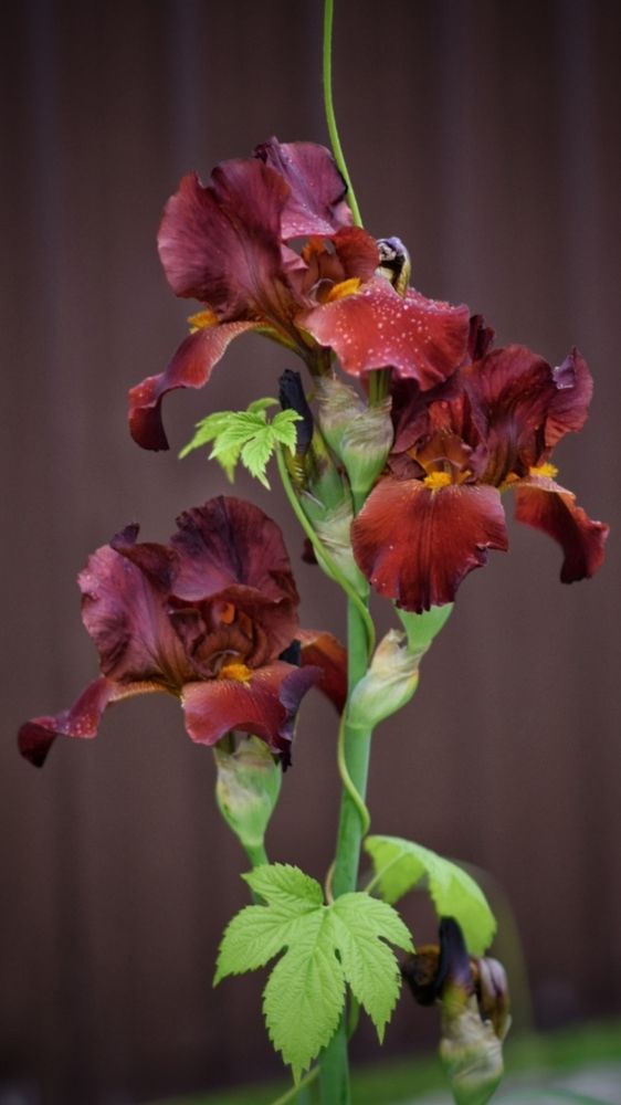 Ирисы и хмель