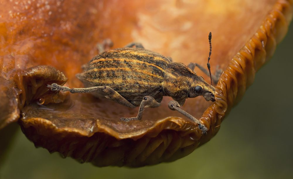 Photograph by Тараненко Анжелика