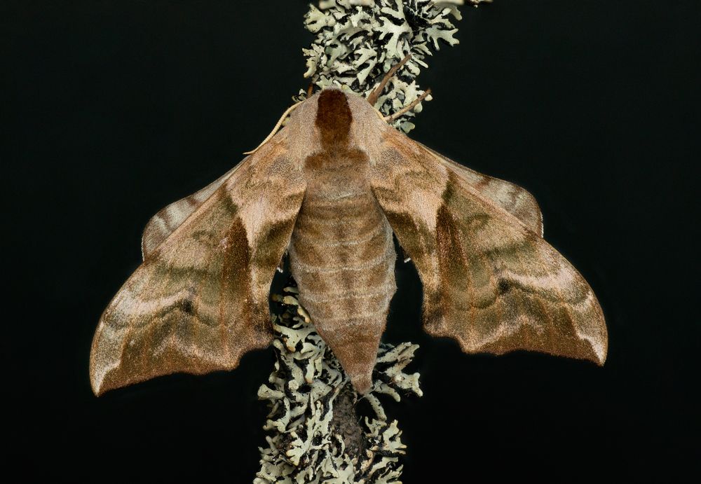 Photograph by Тараненко Анжелика