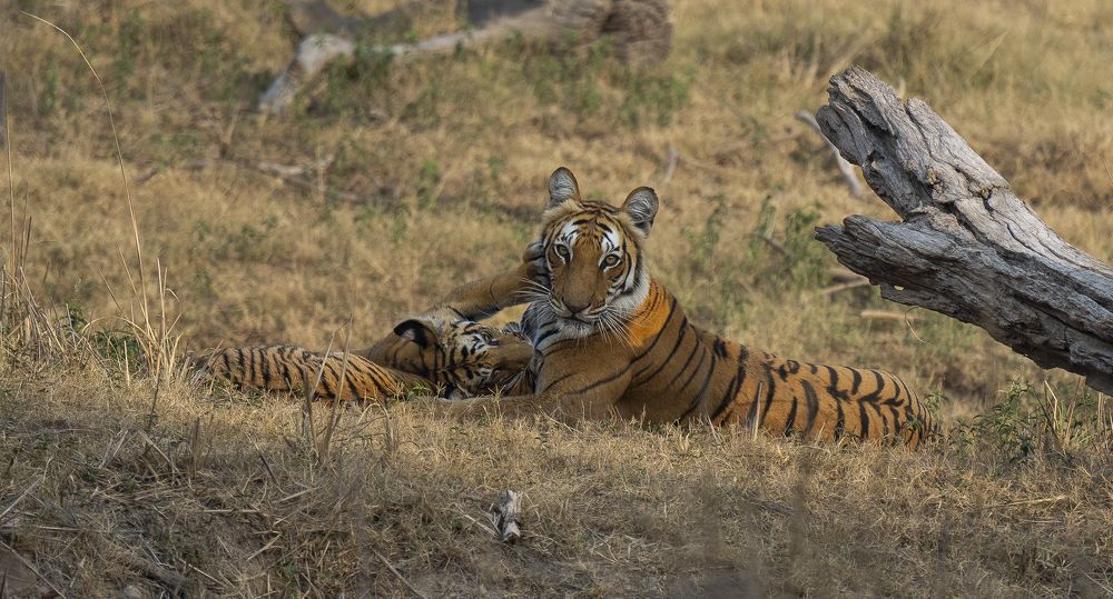 The Striped Guardian