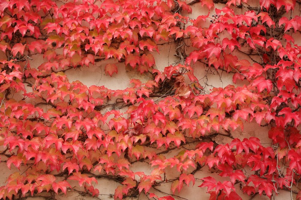 Photograph by Валерия Маркова