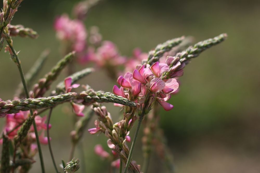 Photograph by АЛЛА ТАРАСЕНКО
