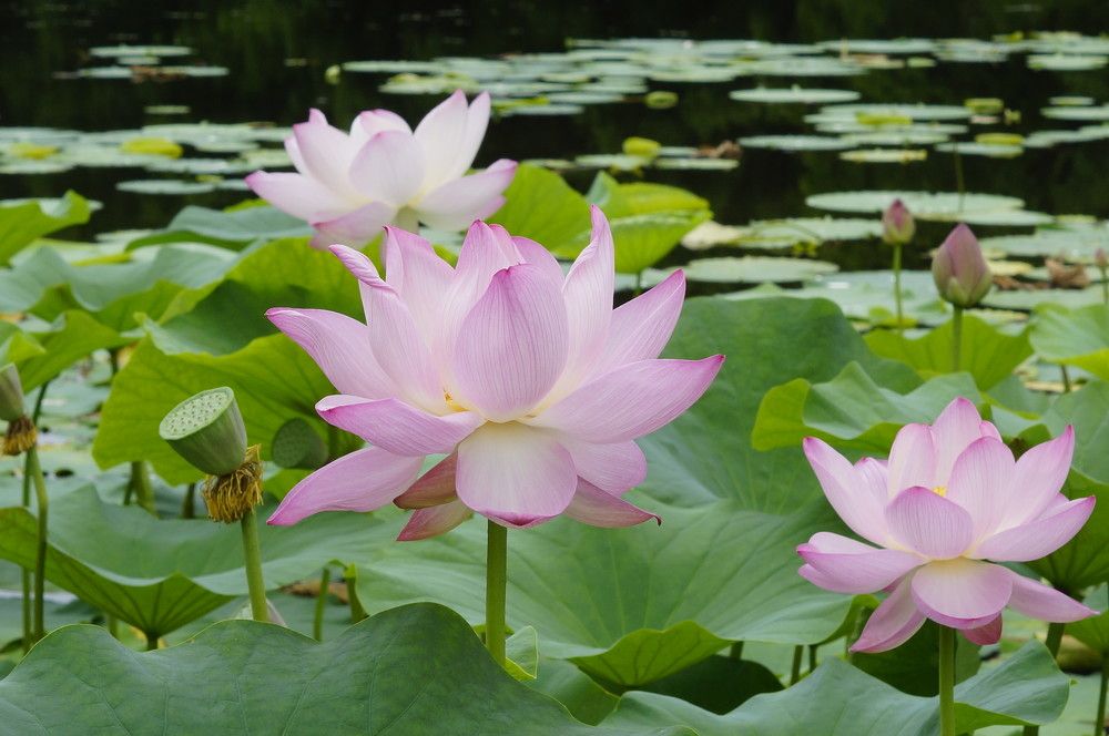 Photograph by Ольга Слугина