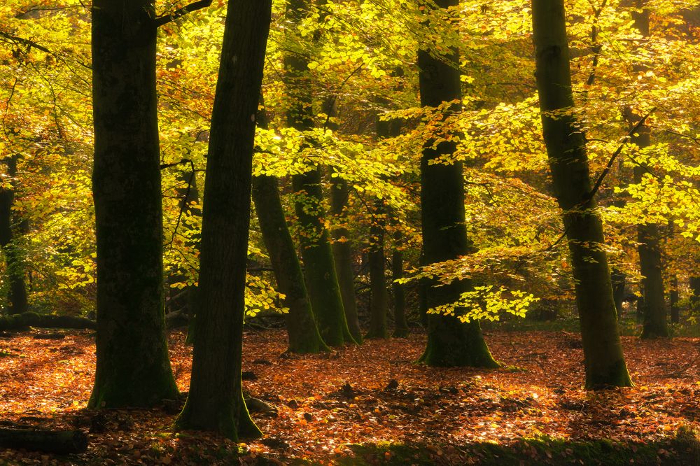 Photograph by SiyuanLu