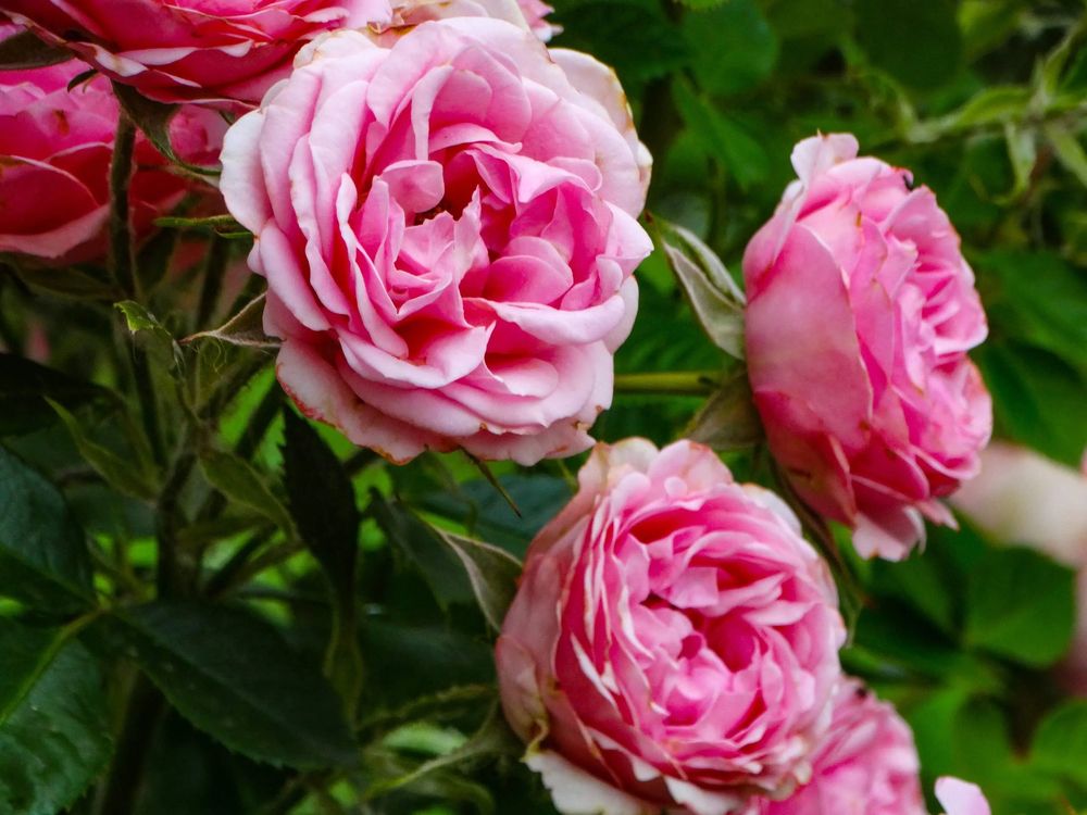 Photograph by Анжелика Трошина