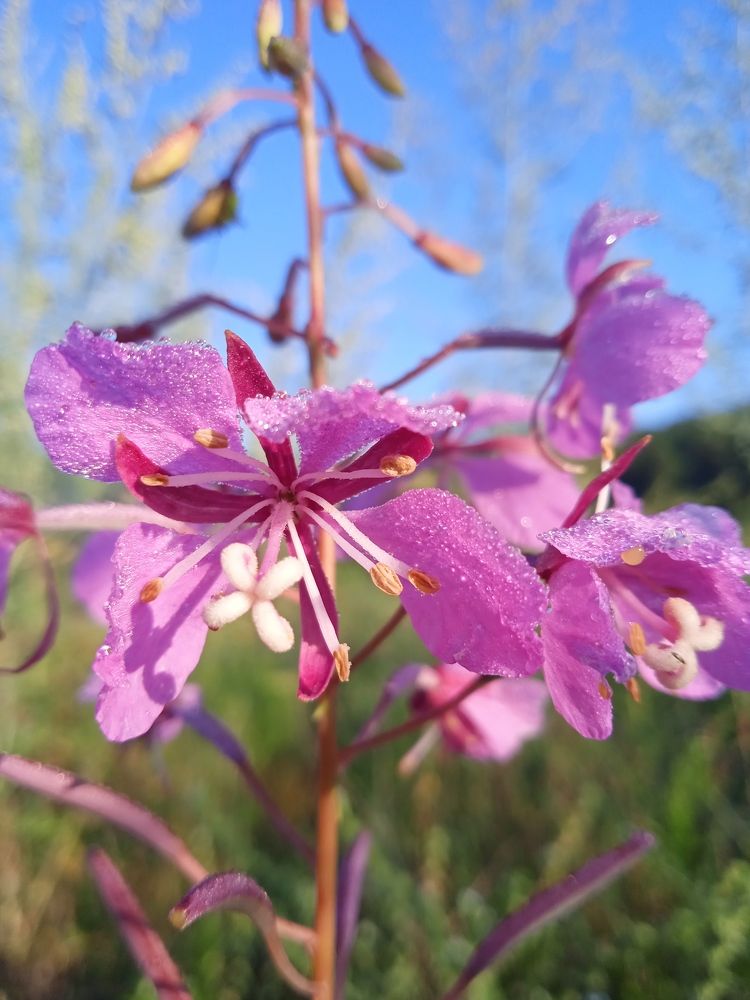 Photograph by Наталья Сорокина