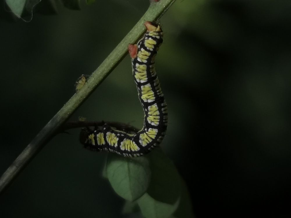 Photograph by Virginia Azocar