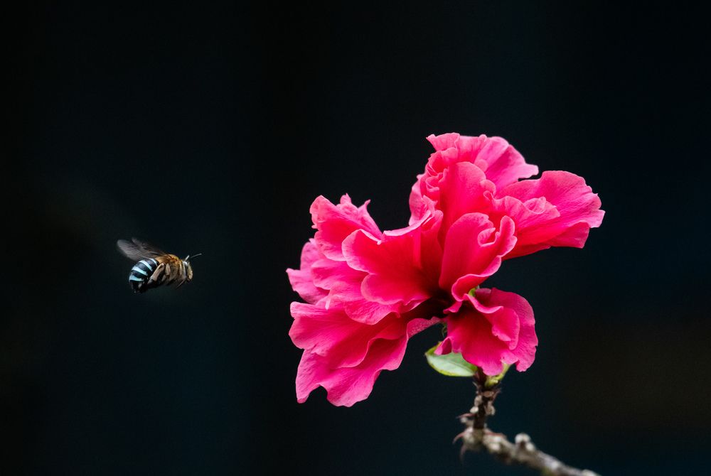 Photograph by Roy Mantu