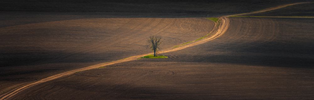 Lonely Tree