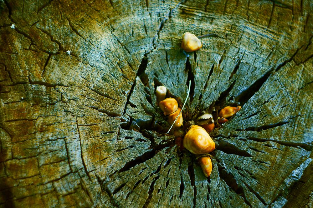 Photograph by Лариса Неман