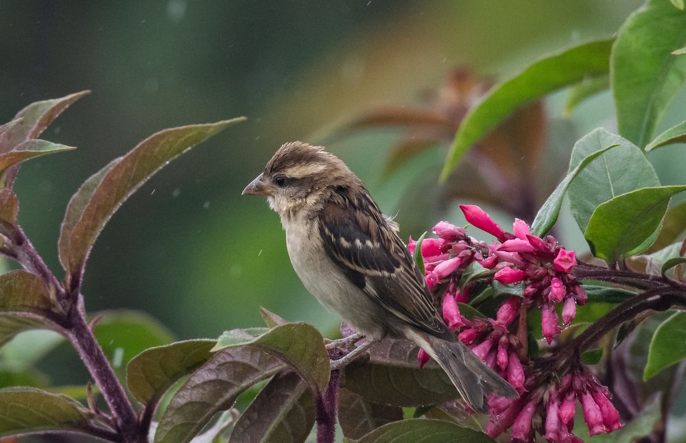 Photograph by Roy Mantu