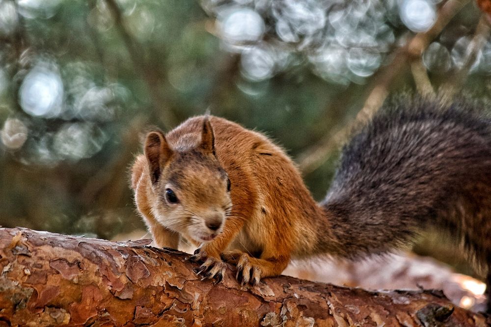 Photograph by Лариса Белашова