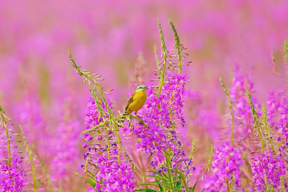 На цветущем лугу