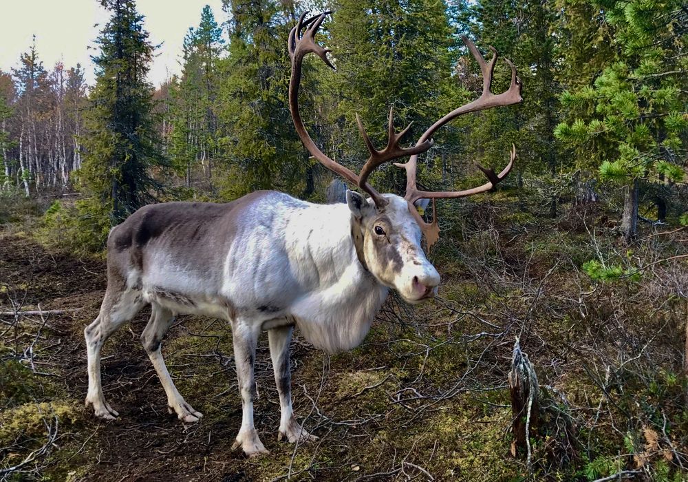 Северный олень