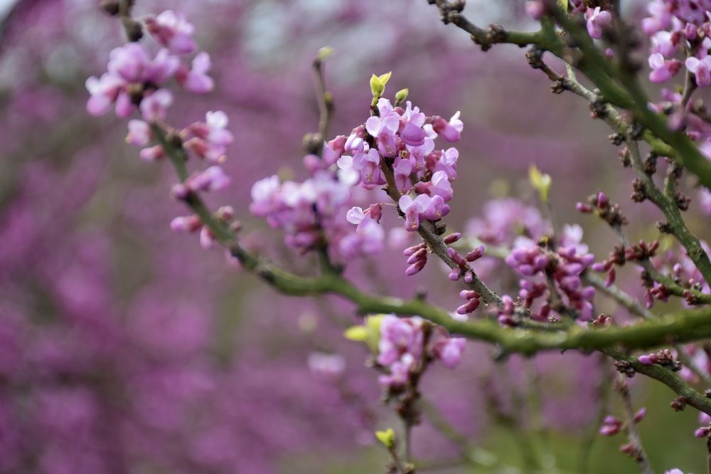 Photograph by Ксения Харлапина