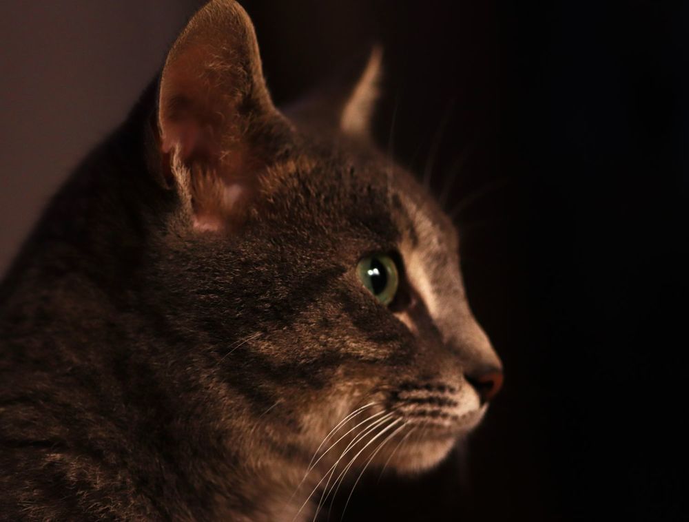 Photograph by Merav Zuberman Perkal