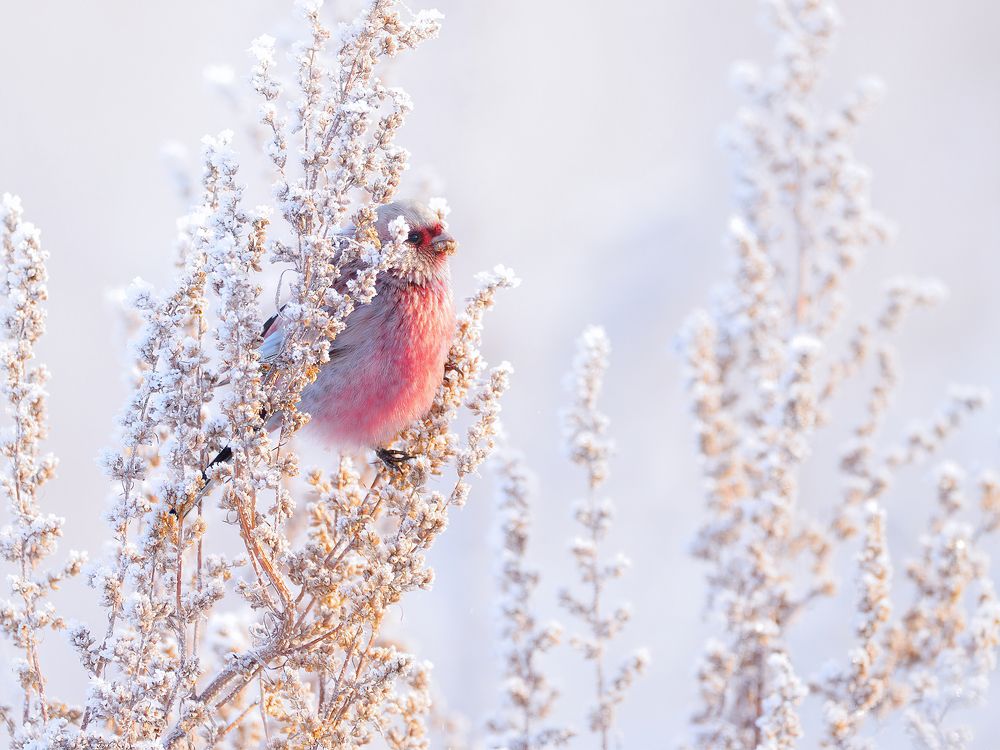 На зимнем лугу