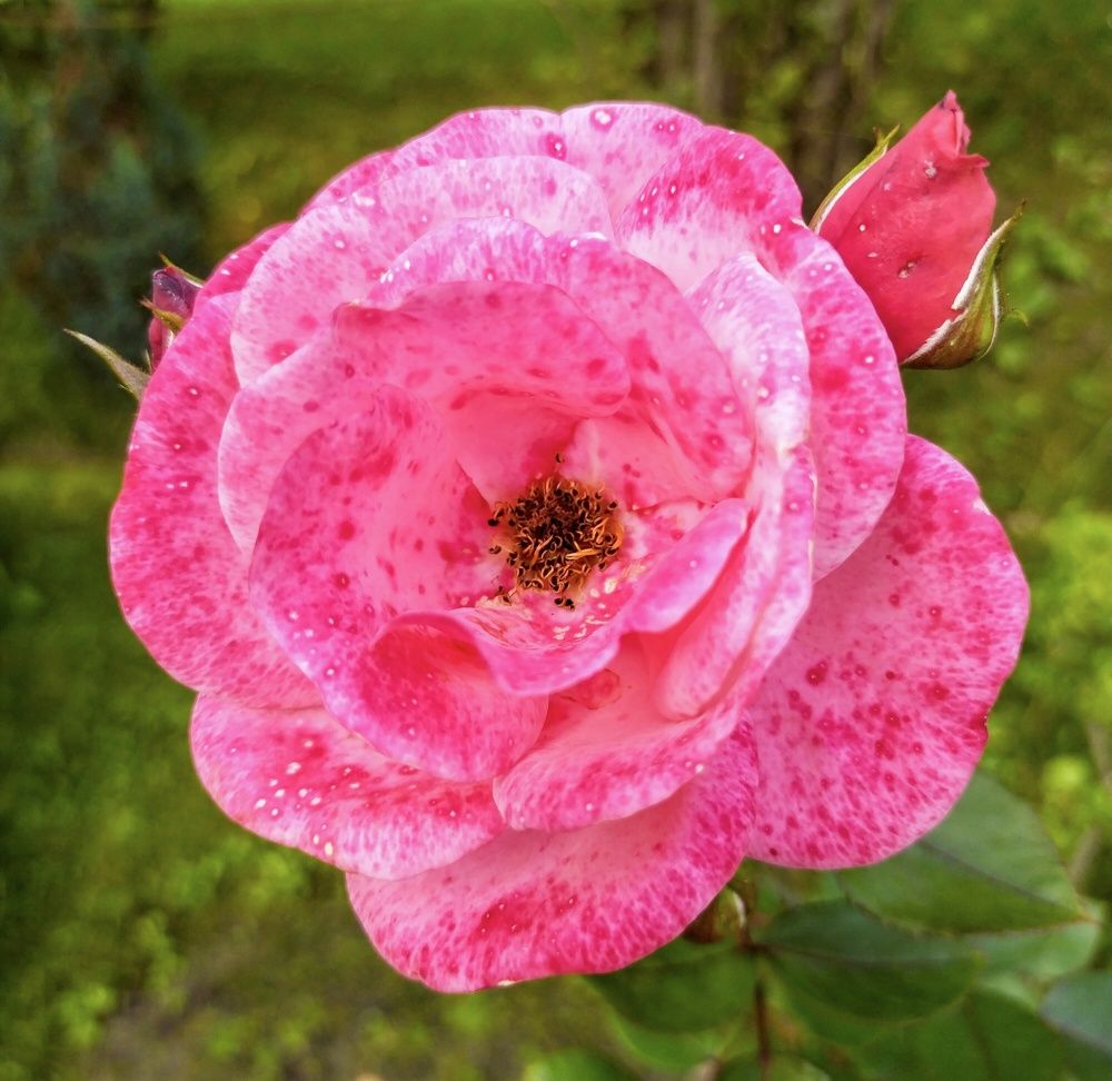 Photograph by Sergey Kurkov-Tarkovsky