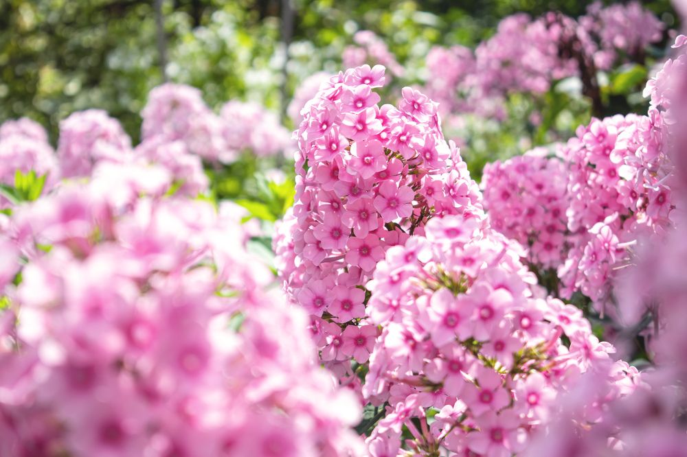 Фотография автора Алексей