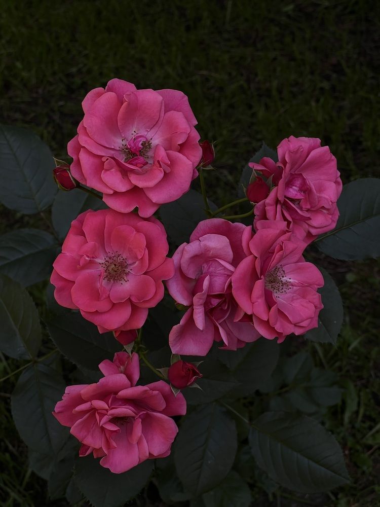 Photograph by Анастасия Германова