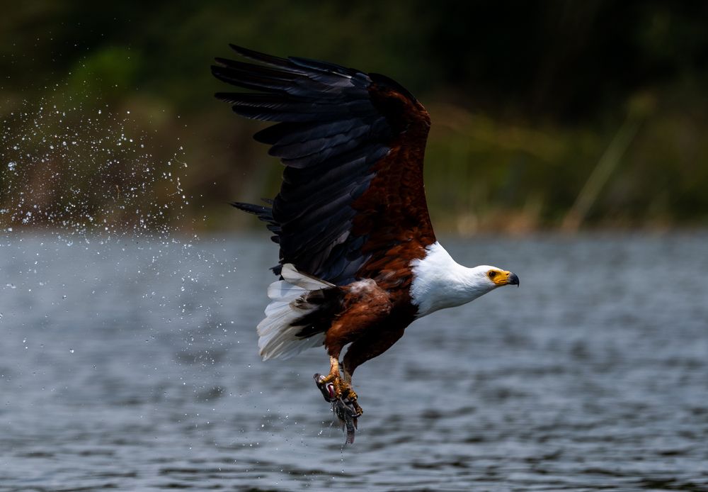 Фотография автора Rajharsha Narayanswamy Narayanswamy