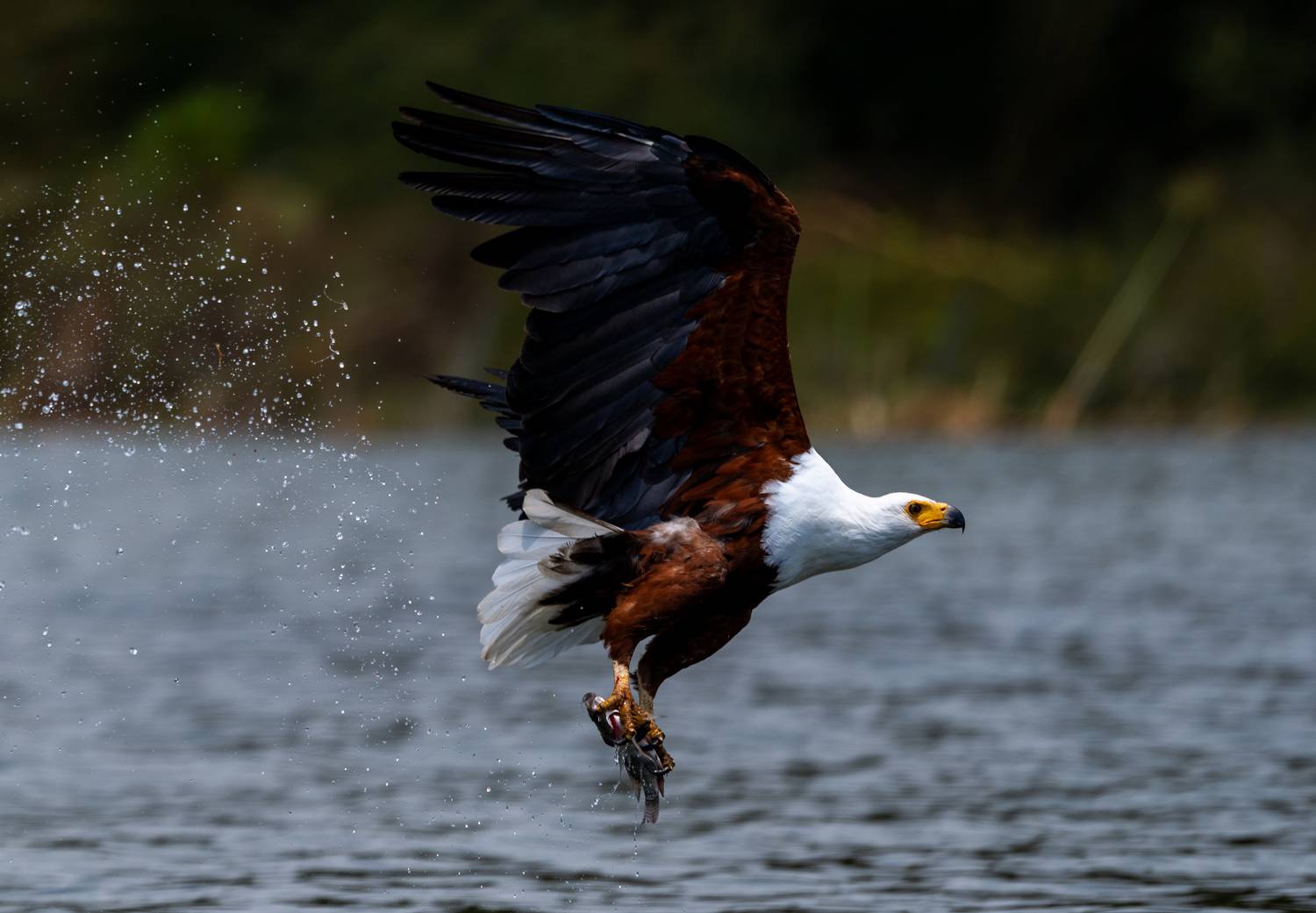 Фотография #11434922