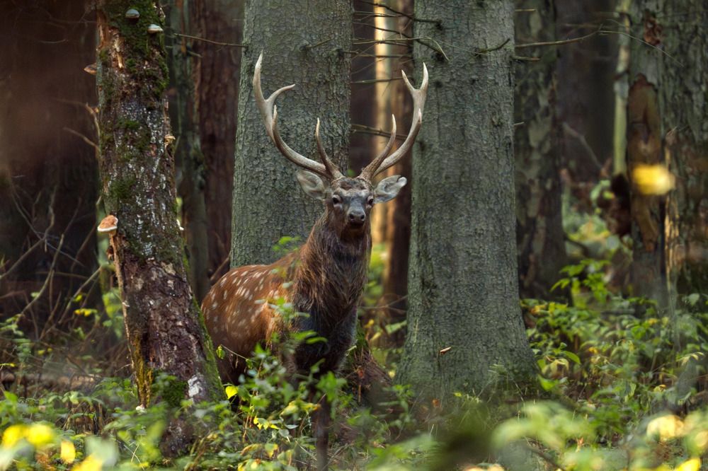 Пятнистый олень
