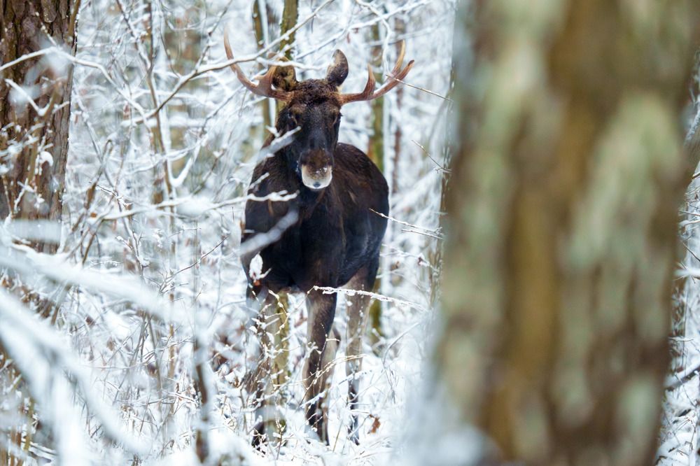 В зимнем лесу