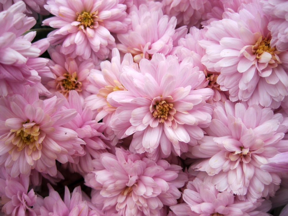 Photograph by Алёна Шкуратова