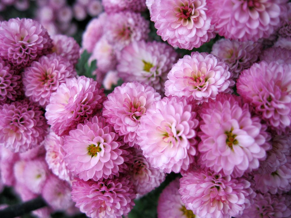 Photograph by Алёна Шкуратова