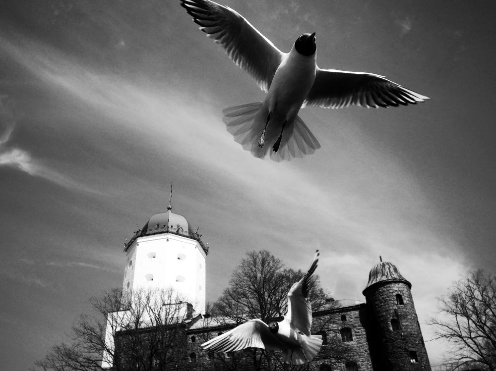 Photograph by Алексей Серпов