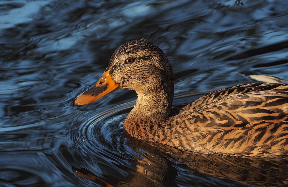 Photograph by Ирина Протченко