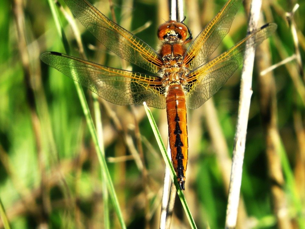 Photograph by Лариса Басова