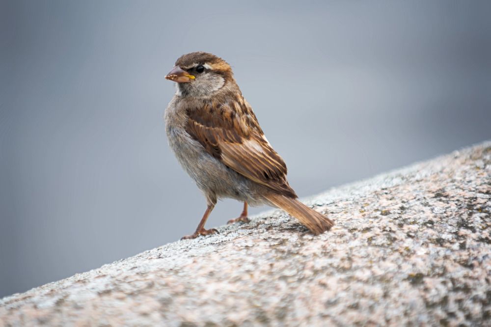 Photograph by Александр Вольхин