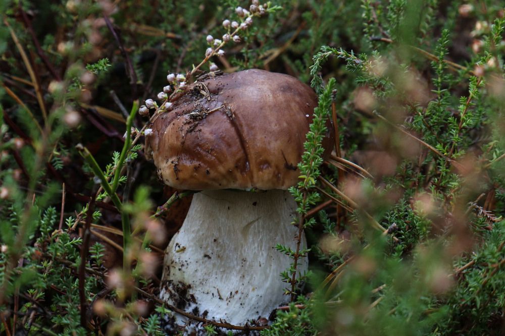 Photograph by Мария Самолевич