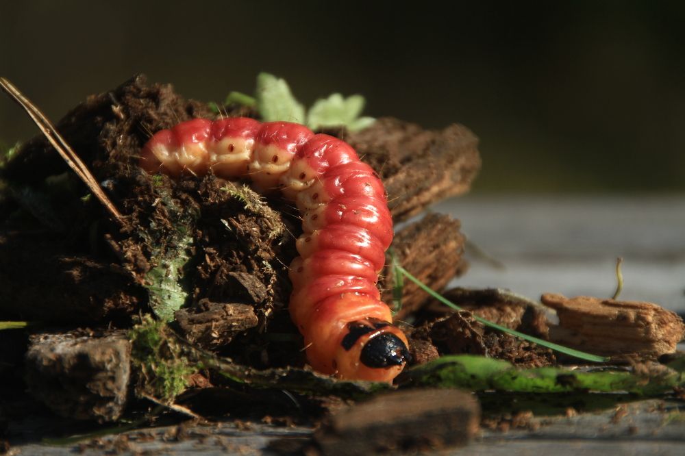 Фотография автора Анастасия Зверева