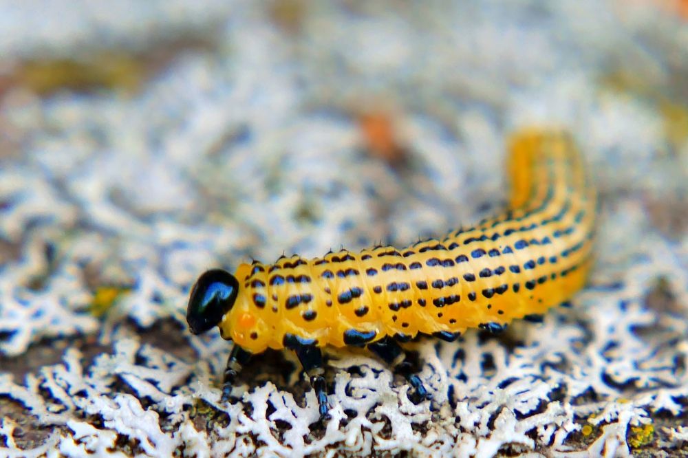 Photograph by Михаил Соколов