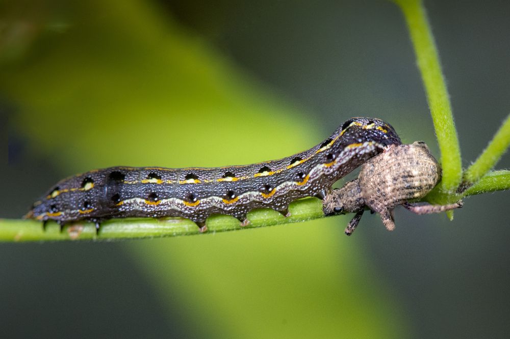 Photograph by Badal Chandra Sarker