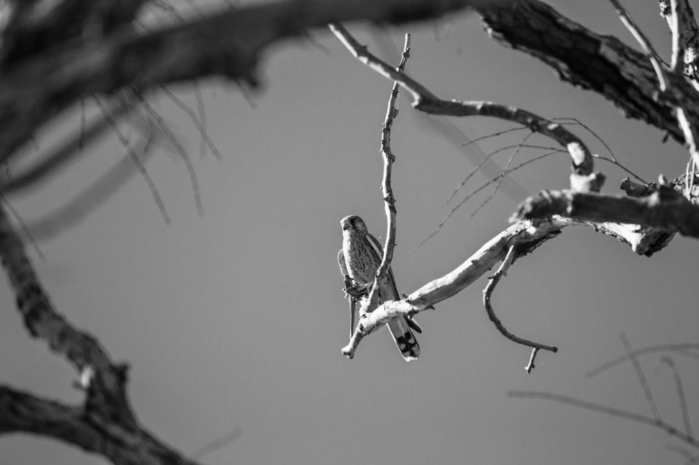 Photograph by Олег Алексеев